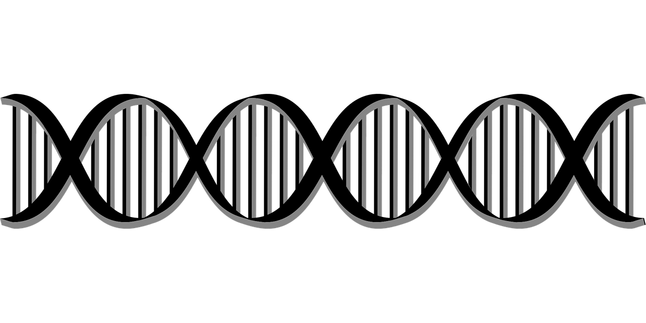 Dieses Bild stellt ein DNA Strang dar, welches repräsentativ für das Fach Biologie steht